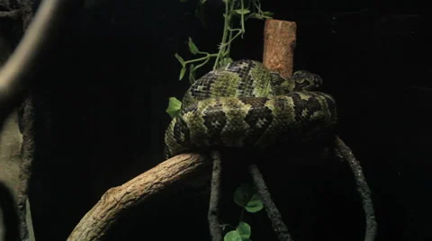 Green Python On Tree Limb Stock Footage 67574257