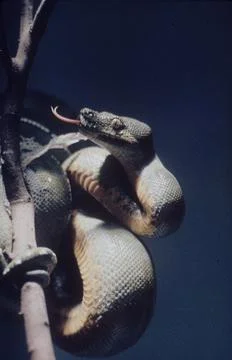 Green Python, USA Stock Photos