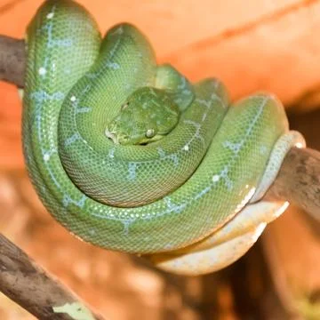 The green Python was curled up on a tree branch. close-up. Foto stock