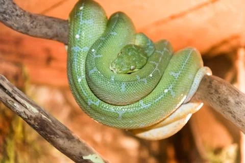 The green Python was curled up on a tree branch. close-up. Foto stock