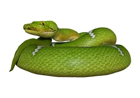 Green python on white Stock Illustration