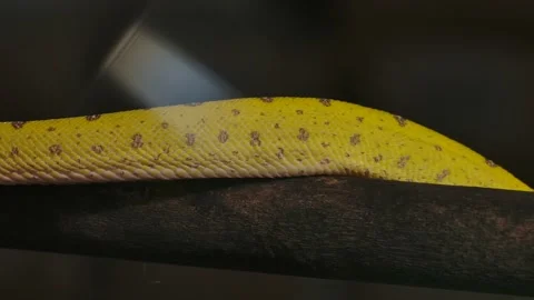 Green python works its way along a branch as body slithers 스톡 동영상 170836792