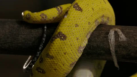 Green python wrapping body and tail around branch amazing details Video stock 170836795