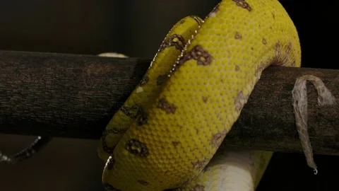 Green python wrapping tail around branch unreal detail slomo 스톡 동영상 170836794