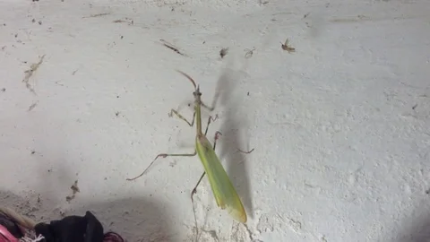 Green Queen Of Mantis Crawls Along The White Wall Close Up Stock Footage 82299948