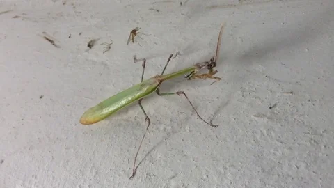Green Queen Of Mantis with a Crest and a Horn on the White Wall Close Up Stock Footage 82299949