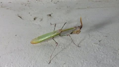 Green Queen Of Mantis with a crest and a horn on the White Wall Close Up 2 Stock Footage 82299952