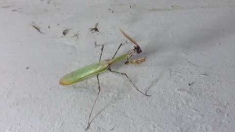 Green Queen Of Mantis with a crest and a horn on the White Wall Close Up 3 Stock Footage 82299967