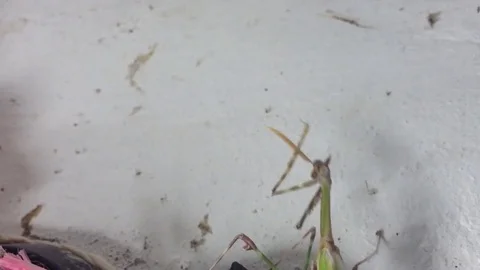 Green Queen Of Mantis with a crest and a horn on the White Wall Close Up 6 Stock Footage 82299995
