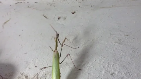 Green Queen Of Mantis with a crest and a horn on the White Wall Close Up 4 Stock Footage 82300003