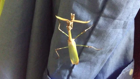 Green Queen Of Mantis Mantodea with Two crests and a horn on Blue Fond Stock Footage 121278380