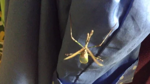 Green Queen Of Mantis Mantodea with Two crests Dance on Blue Fond Stock Footage 121278400