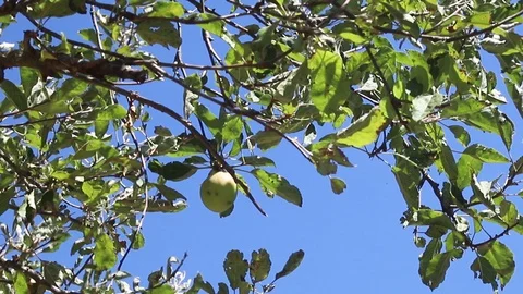 Green quinces on quince tree Stock Footage 116737606