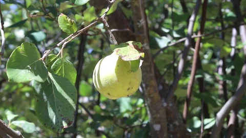Green quinces on quince tree Video stock 116737632