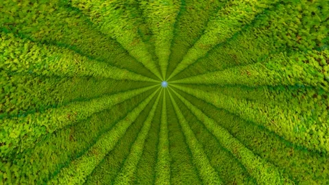 Green Radial Pattern Like Leaves from Above Stock Footage 320828902