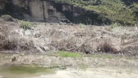 Green Rain Stockbeeldmateriaal 199910847