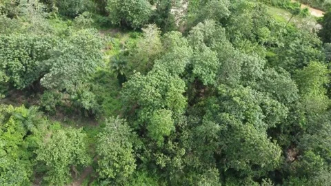 Green Rain forest Stock Footage 208515413