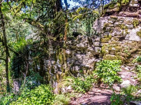 Green rain forest Stock Photos