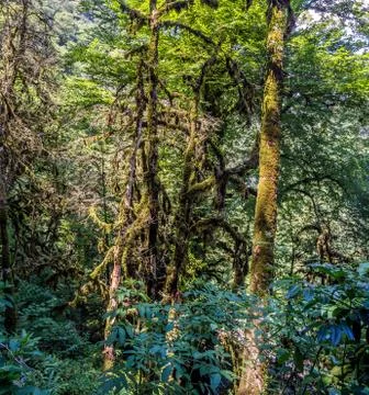 Green rain forest Stock Photos