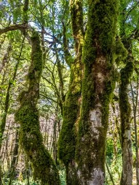 Green rain forest Stock Photos