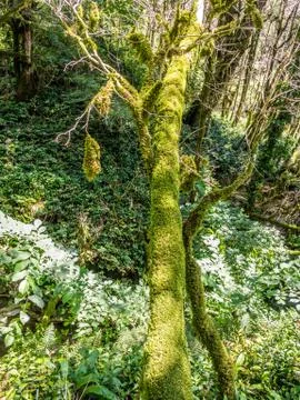 Green rain forest Stock Photos