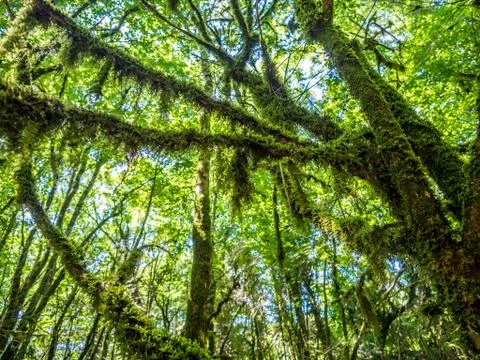 Green rain forest Stock Photos