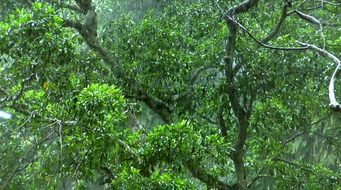 Green rain forrest Stock Footage 107668