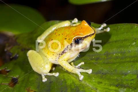 Green Rain Frog (Pristimantis Acuminatus) On A Leaf In Rainforest, Ecuador