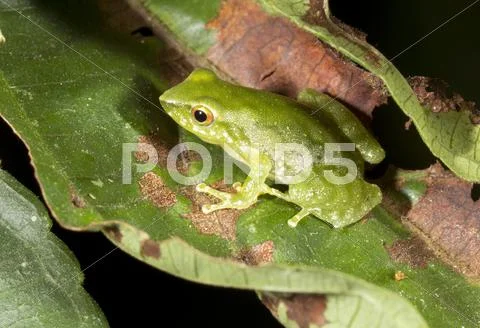Green Rain Frog (Pristimantis Pseudoacuminatus) In The Rainforest Understory,
