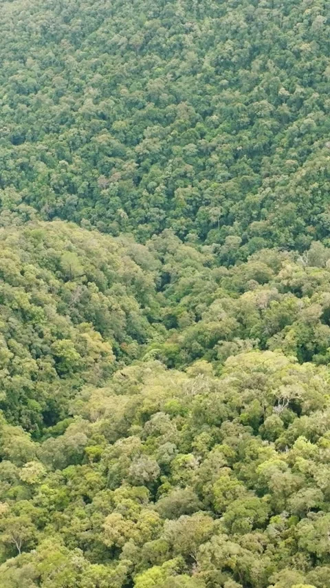 Green rainforest and jungle. Sumatra, Indonesia. Stock Footage 252406551