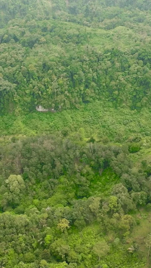 Green rainforest and jungle. Sumatra, Indonesia. Stock Footage 252406858