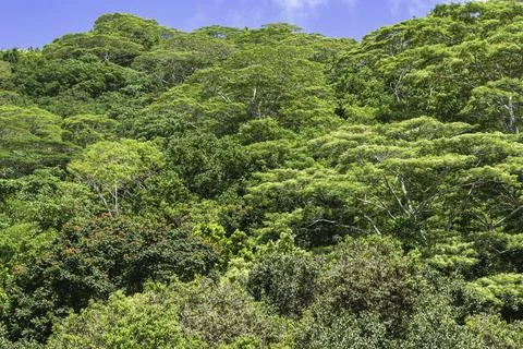 Green Rainforest On The Hill Stock Photos