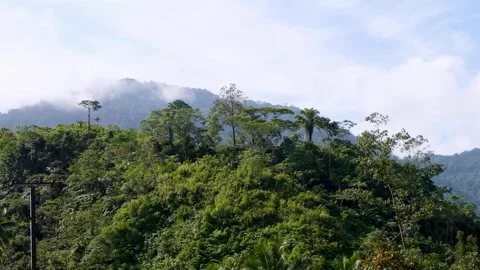 Green rainforest landscape of trees in Panguna on tropical island of Vídeos de archivo 336691775
