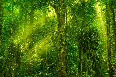 Green rainforest Stock Photos