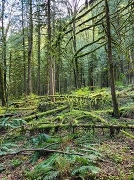 Green rainforest Foto stock