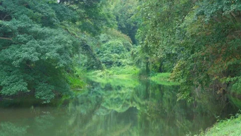 Green rainforest tree tunnel with river reflection Stock Footage 226111354
