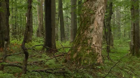 Green rainy forest Video stock 12160207