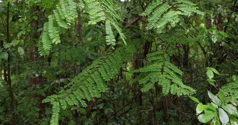 Green rainy tropical tree leaf forest after rain Stock Footage 344033011