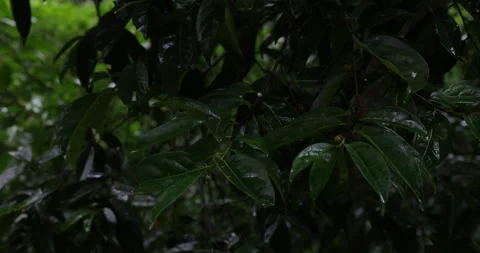 Green rainy tropical tree leaf forest after rain Stock Footage 344033272