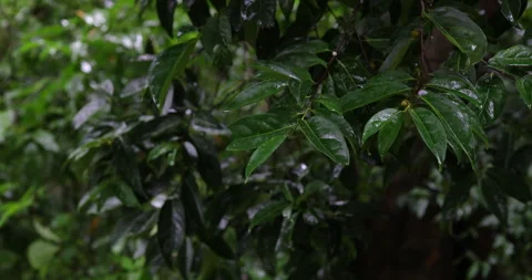 Green rainy tropical tree leaf forest after rain Stock Footage 344033338