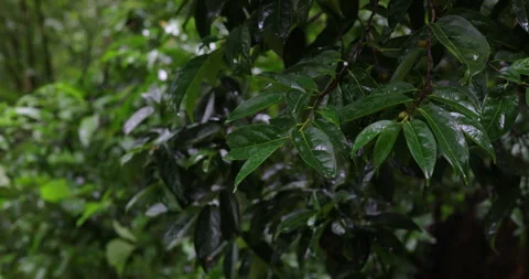 Green rainy tropical tree leaf deep forest after rain Stock Footage 344033341