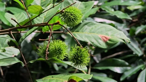 Green rambutan on the tree. Stock Footage 310612594