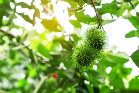 Green rambutan on tree. Stock-Fotos