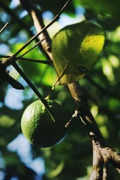Green rangpurs Stock Photos