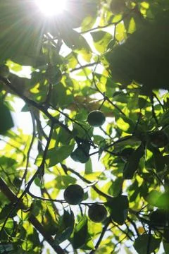 Green rangpurs Stock Photos