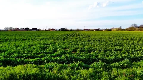 Green Rape Field - Dolly Stock Footage 49286918