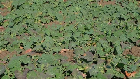 Green rapeseed in the field in early spring after snow melt Video stock 166619987