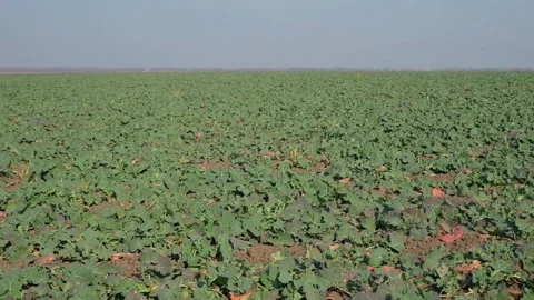 Green rapeseed in the field in early spring after snow melt Video stock 166619994