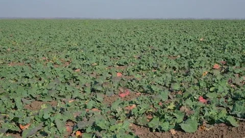 Green rapeseed in the field in early spring after snow melt Video stock 166619998