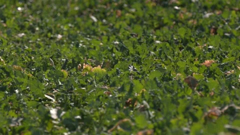 Green Rapeseed field. Video stock 346635620